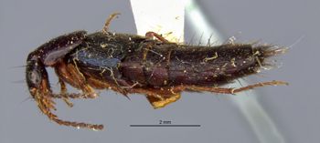 Media type: image;   Entomology 305273 Aspect: habitus lateral view